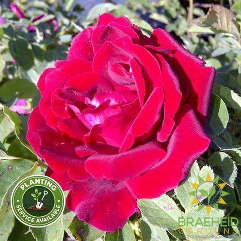 Cuthbert Grant Rose