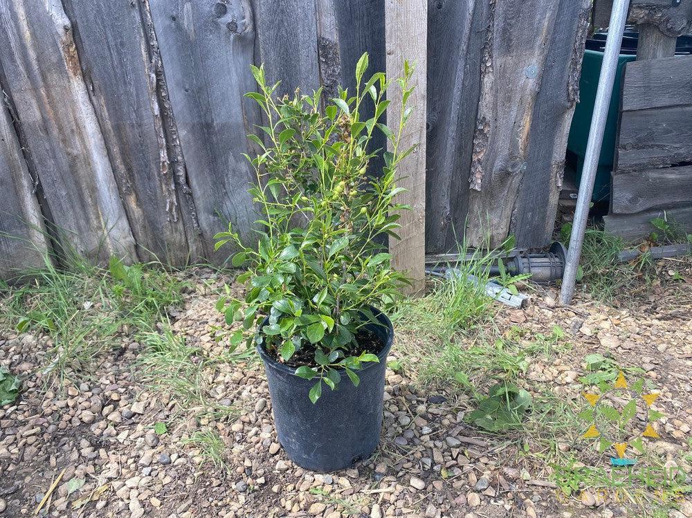 Cutie Pie Sour Cherry