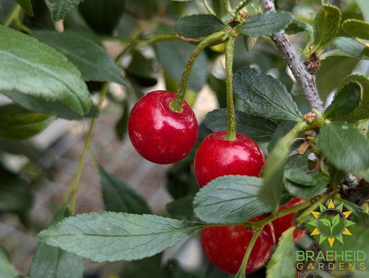 Cutie Pie Sour Cherry