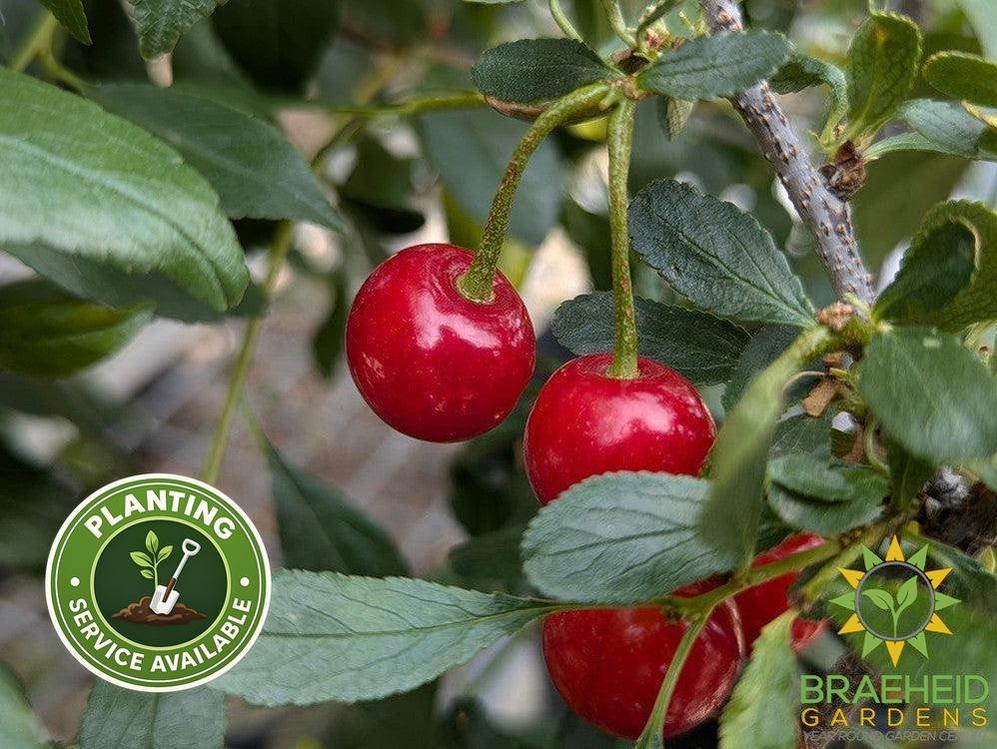 Cutie Pie Sour Cherry