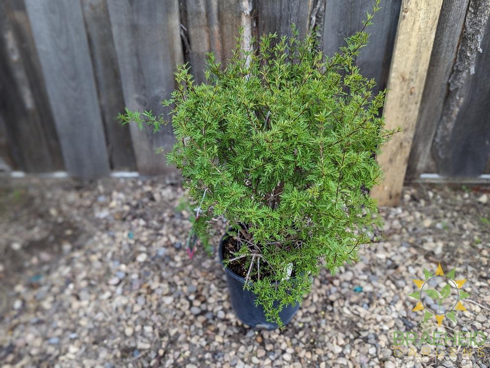 Cutleaf Lilac