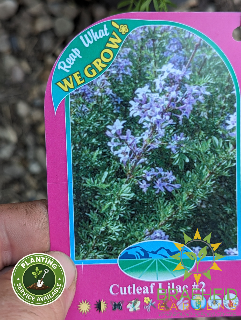 Cutleaf Lilac