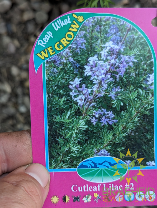 Cutleaf Lilac