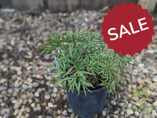 Cutleaf Peony - NO SHIP -