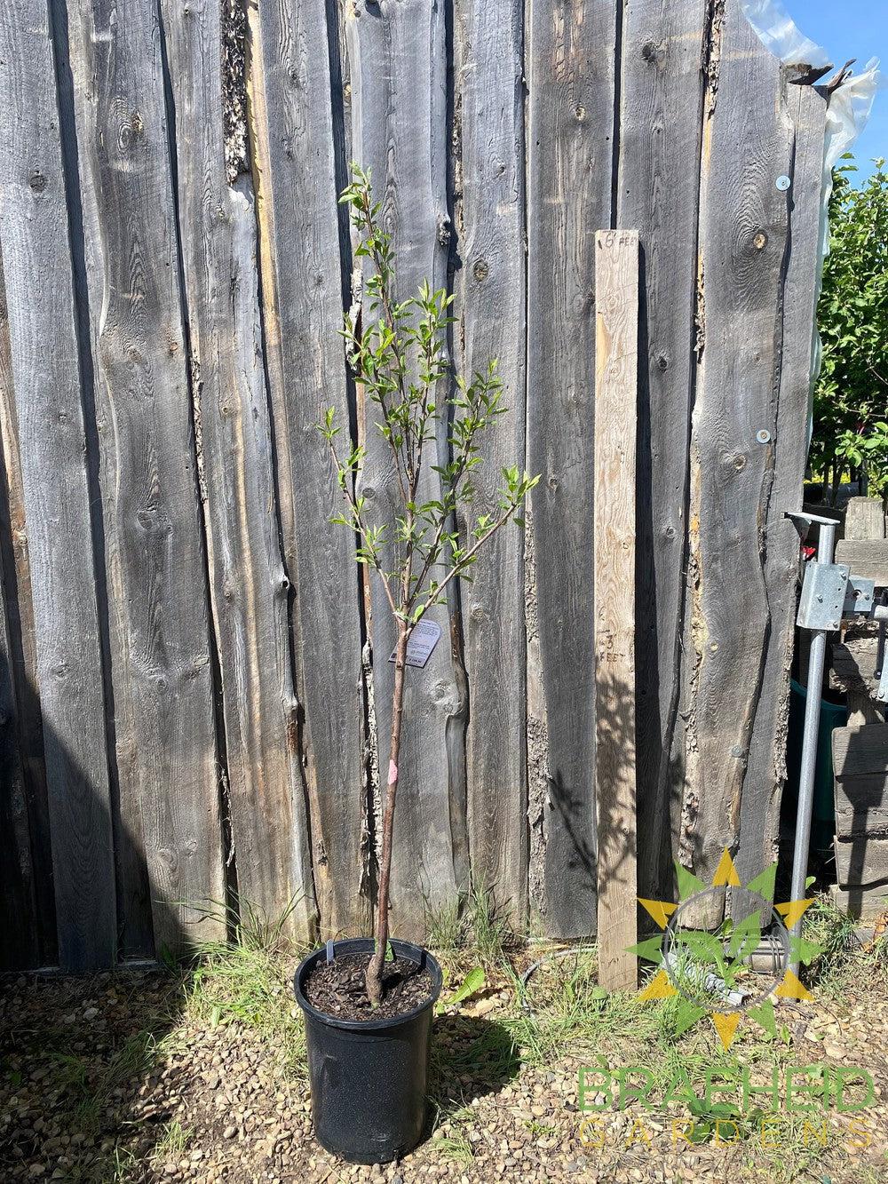 Compass Cherry-Plum- Tree for sale, Grown in Grande Prairie -Braeheid Gardens Ltd. on Emerson Trail