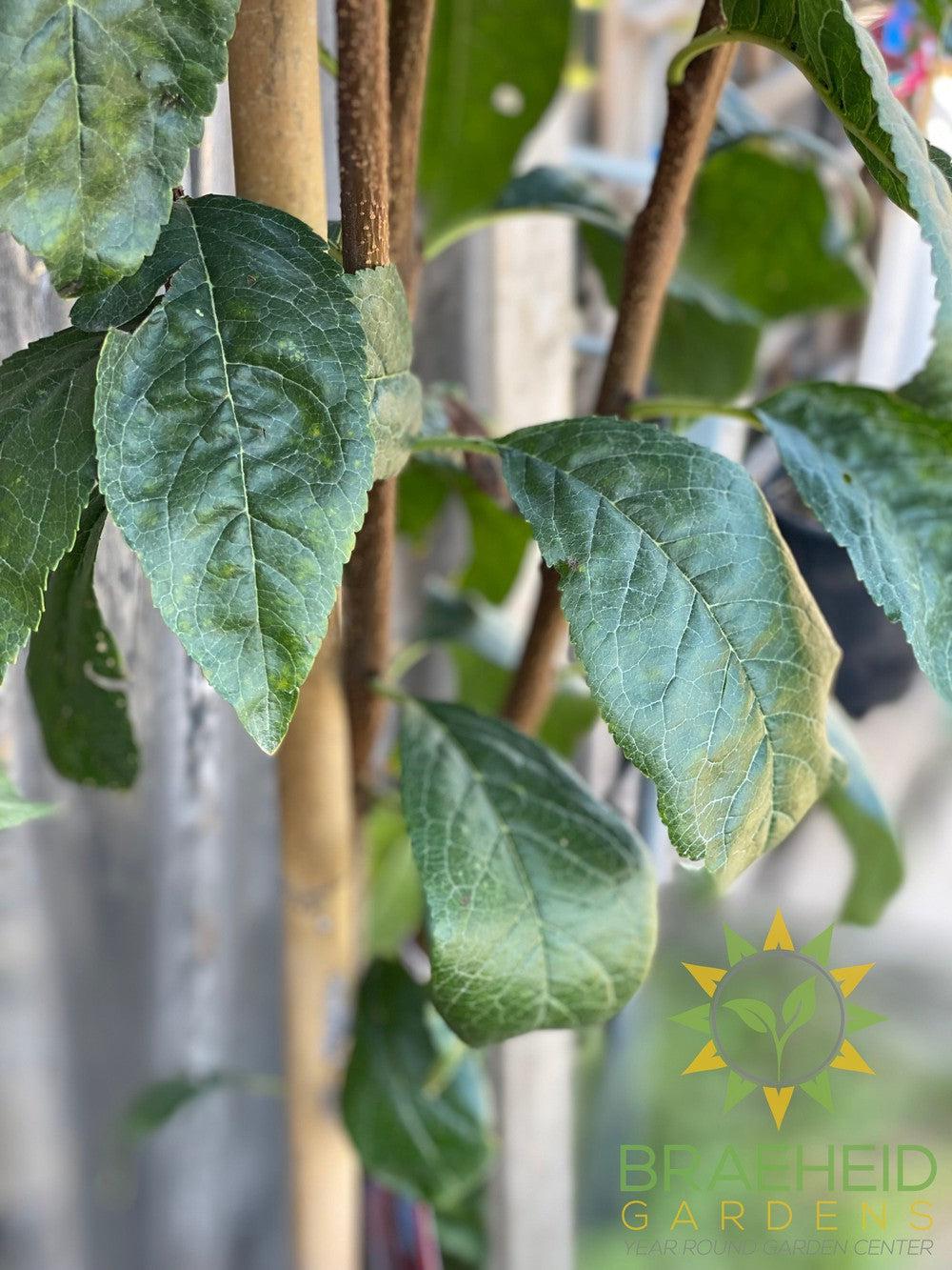 Muckle Plum- Tree for sale, Grown in Grande Prairie -Braeheid Gardens Ltd. on Emerson Trail