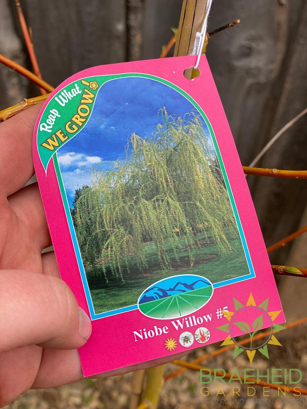 Niobe Willow - NO SHIP - Tree for sale, Grown in Grande Prairie -Braeheid Gardens Ltd. on Emerson Trail