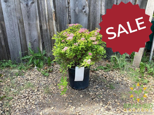 Dakota Goldcharm Spirea