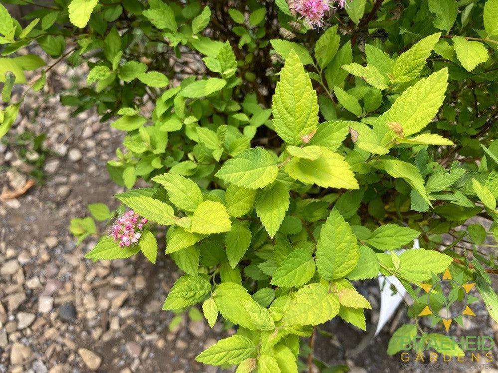 Dakota Goldcharm Spirea