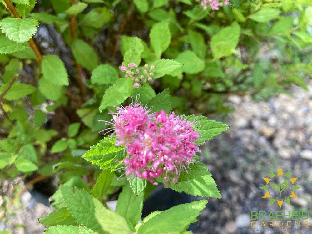 Dakota Goldcharm Spirea