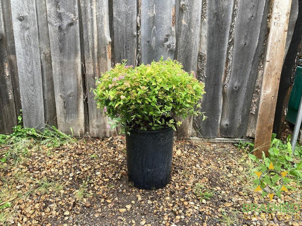 Dakota Goldcharm Spirea