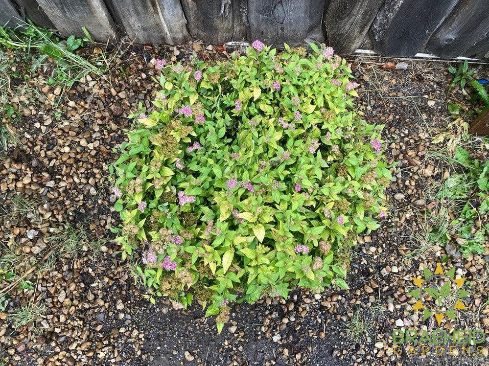 Dakota Goldcharm Spirea