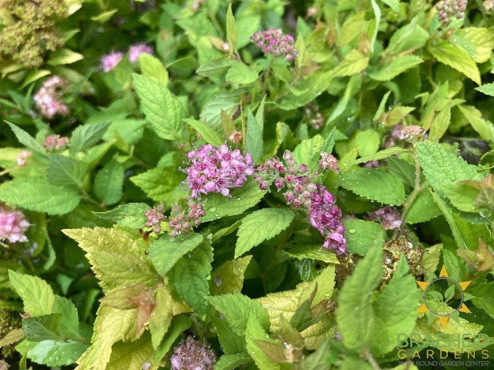 Dakota Goldcharm Spirea