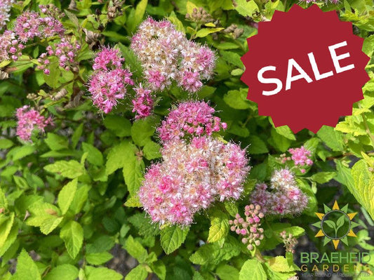 Dakota Goldcharm Spirea