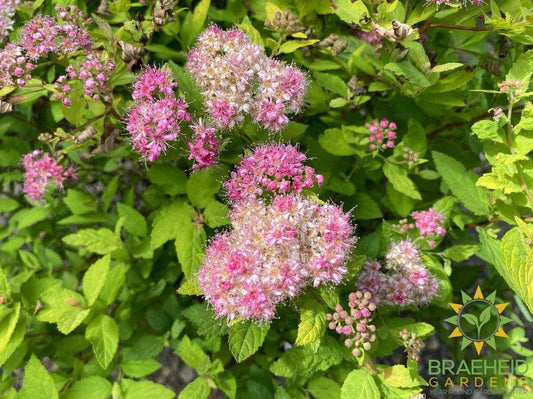 Dakota Goldcharm Spirea
