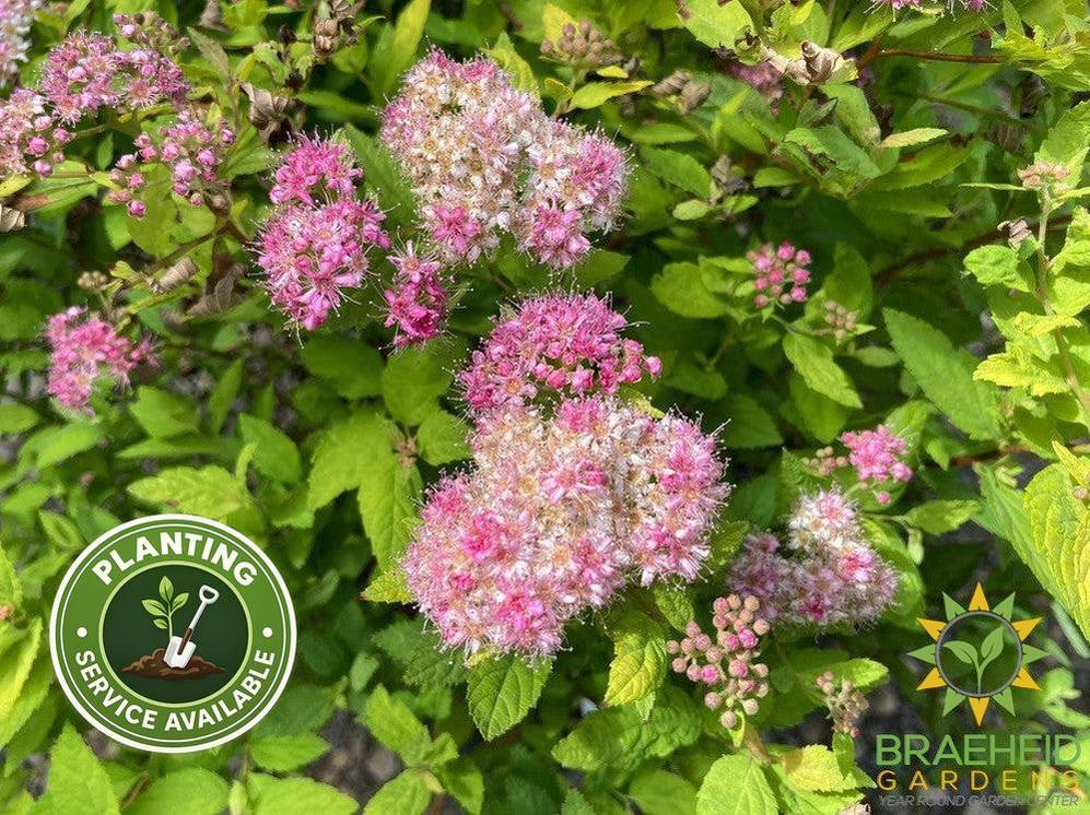 Dakota Goldcharm Spirea