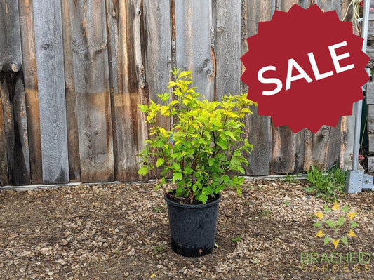 Dart's Gold Ninebark