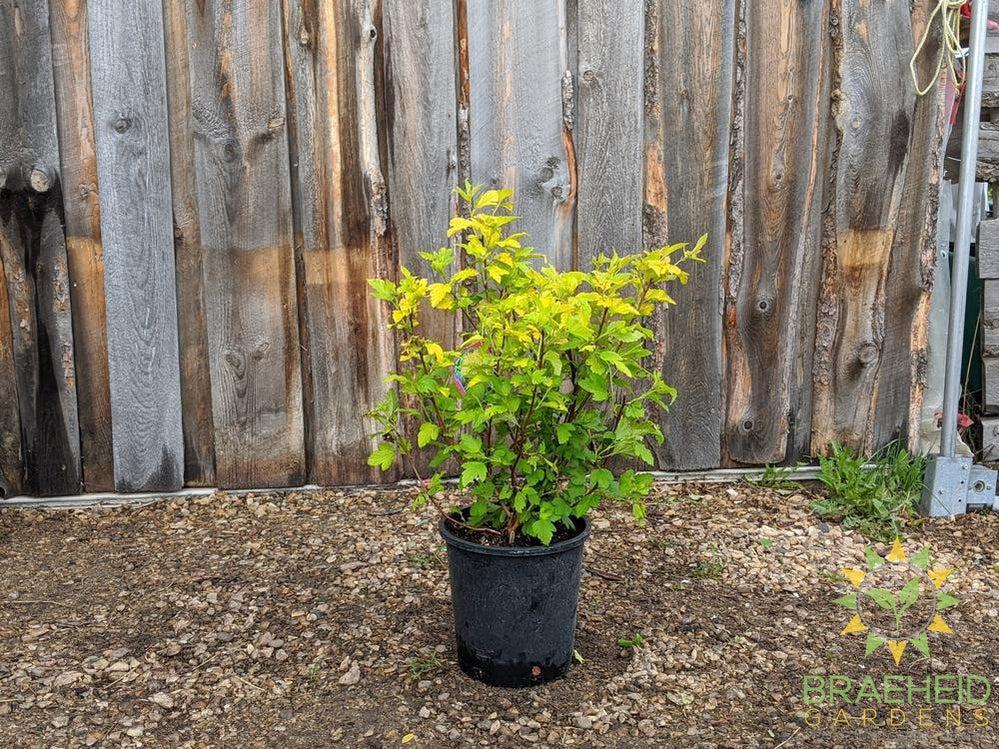 Dart's Gold Ninebark