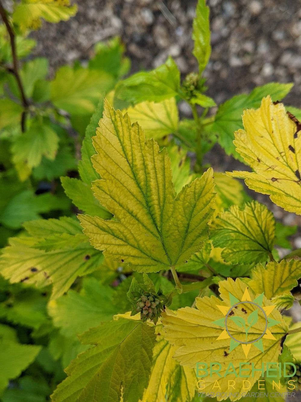 Dart's Gold Ninebark