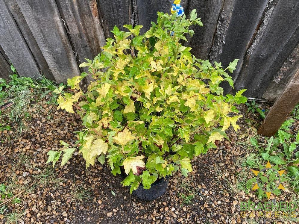 Dart's Gold Ninebark