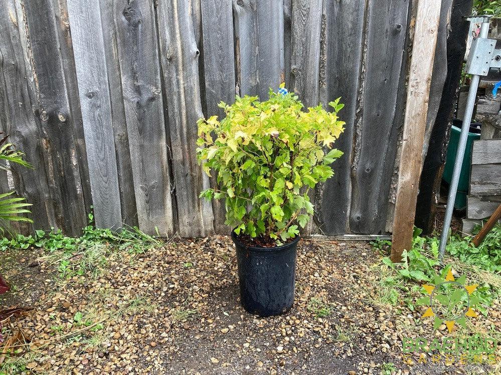 Dart's Gold Ninebark