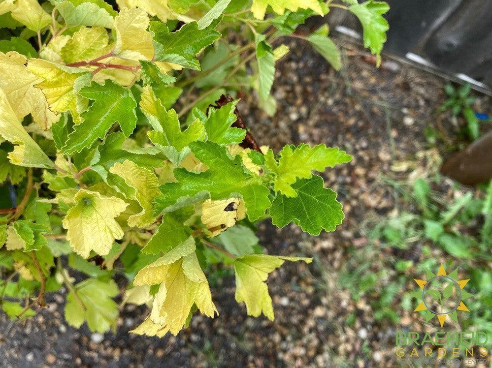Dart's Gold Ninebark