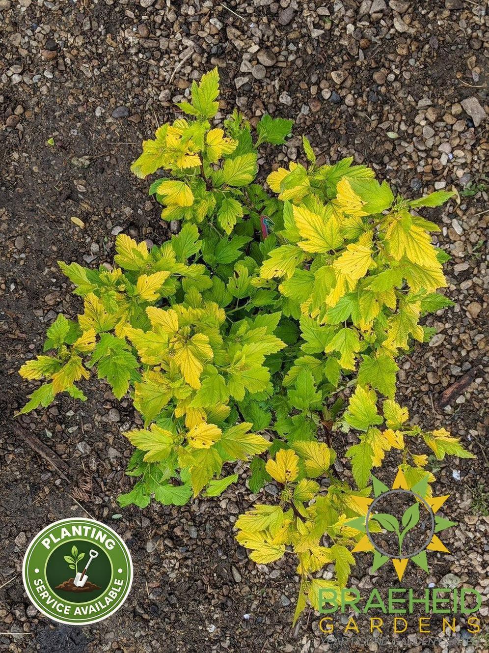 Dart's Gold Ninebark