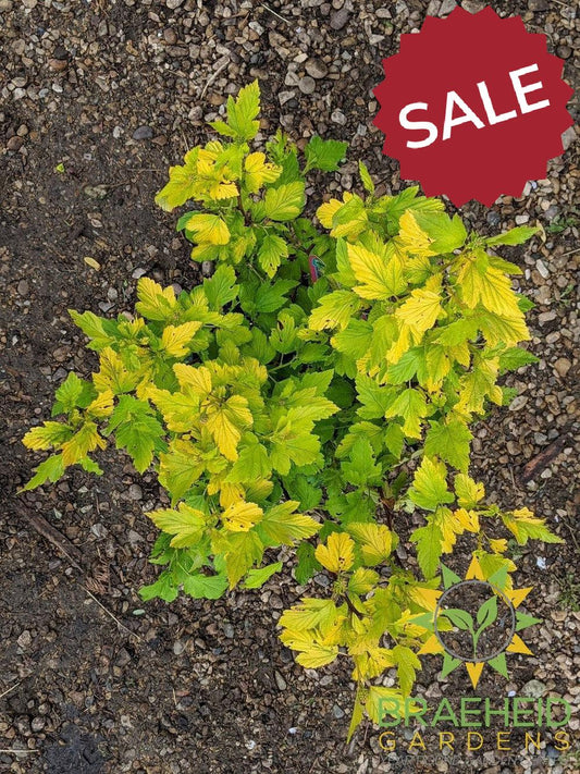 Dart's Gold Ninebark