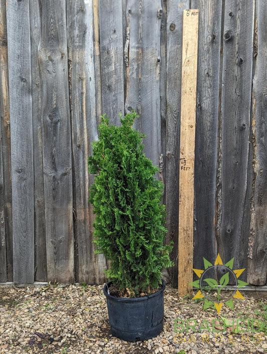 buy degroot cedar in canada