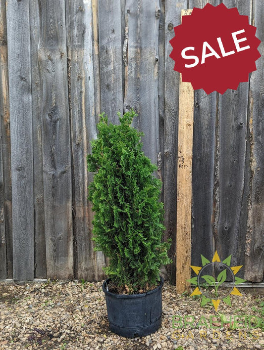 buy degroot cedar in canada