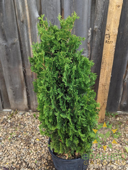 buy degroot cedar in grande prairie alberta