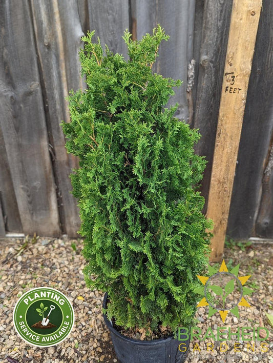 buy degroot cedar in grande prairie alberta