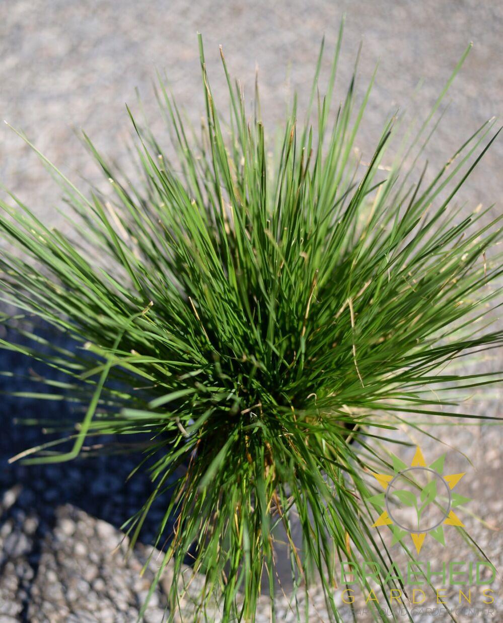 Tufted Hair Grass