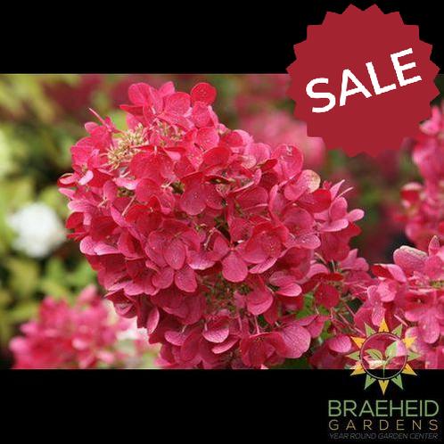 Diamond Rouge® Hydrangea