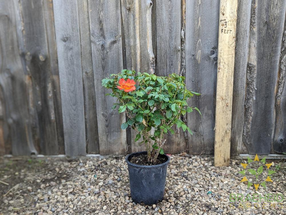 Double Down Orange Rose