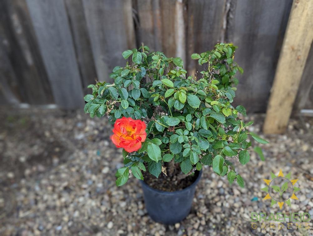 Double Down Orange Rose