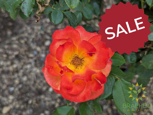 Double Down Orange Rose