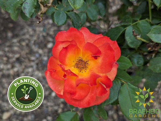 Double Down Orange Rose
