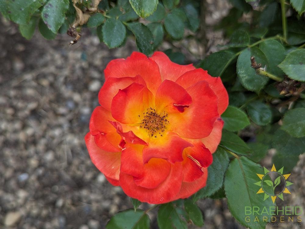 Double Down Orange Rose