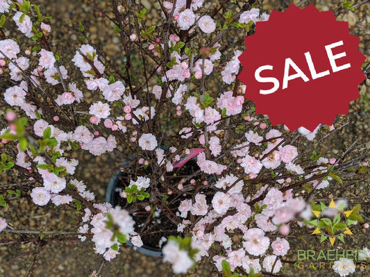 Buy double flowering plum in Grande prairie
