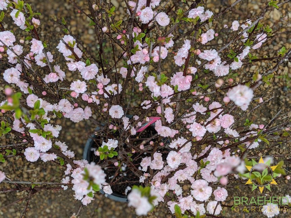 Double Flowering Plum