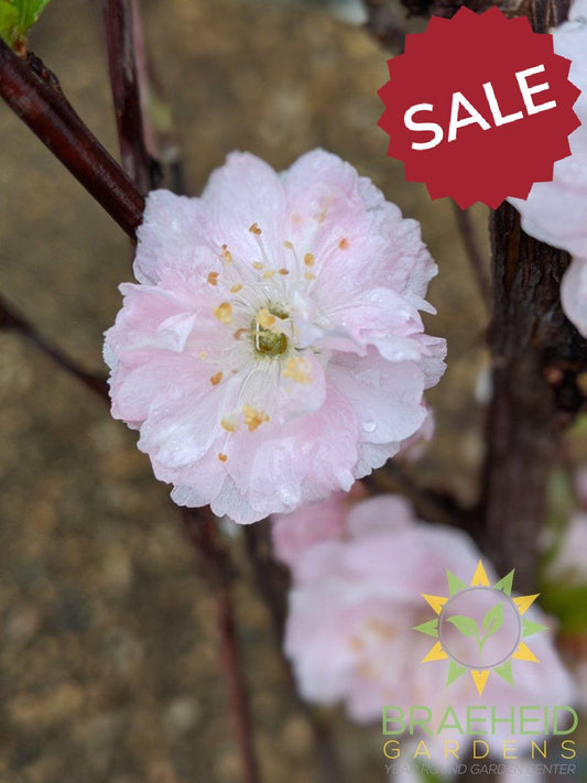 Double flowering plum Grande Prairie Alberta