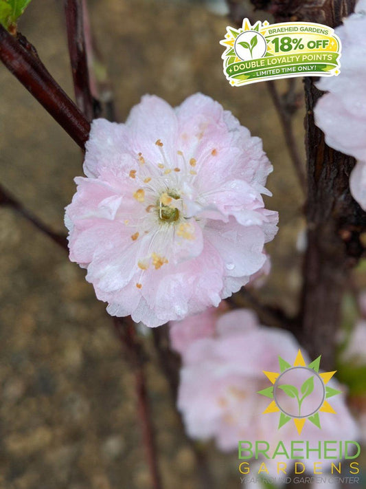 Double flowering plum Grande Prairie Alberta 
