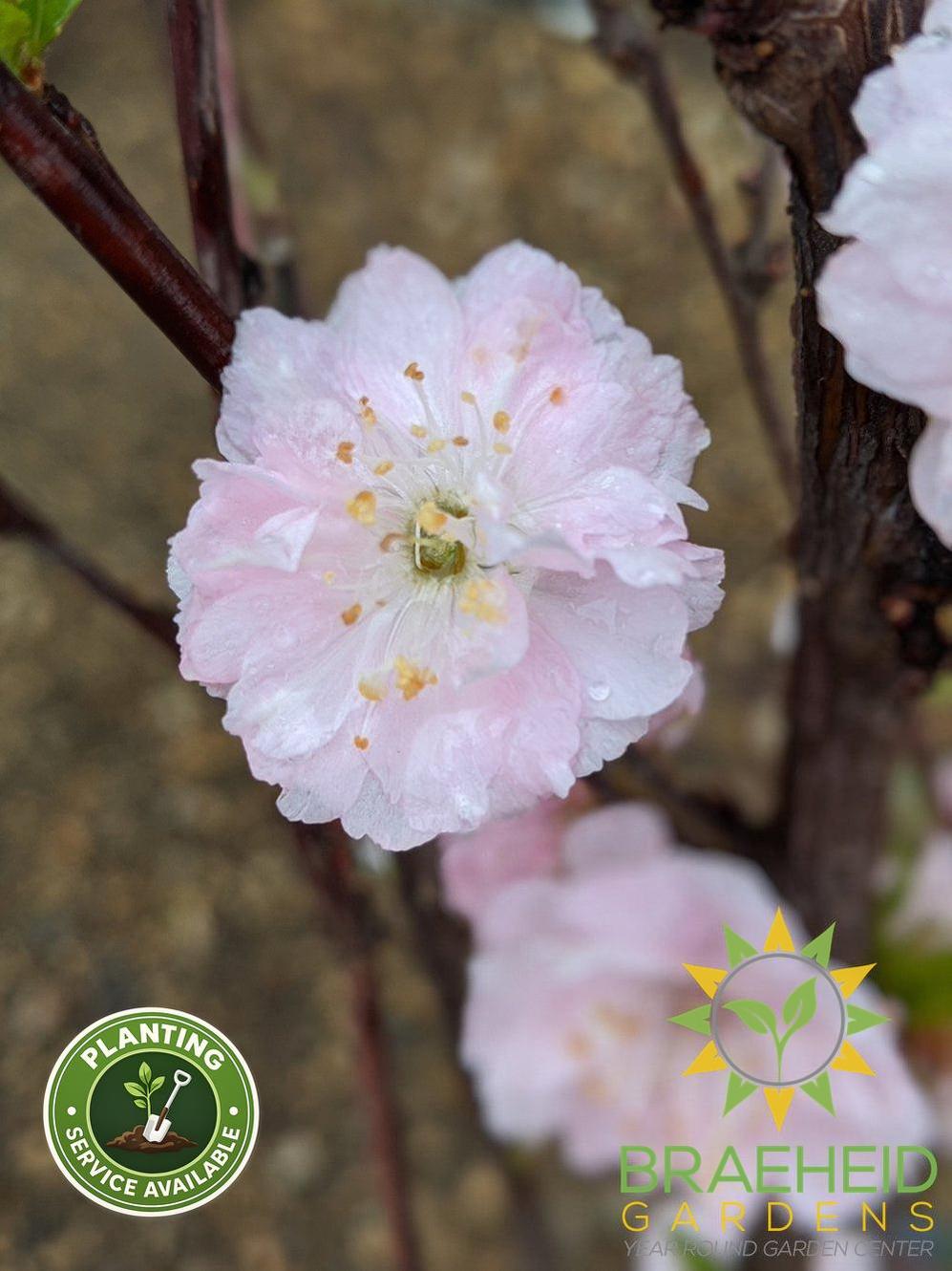 Double flowering plum Grande Prairie Alberta 