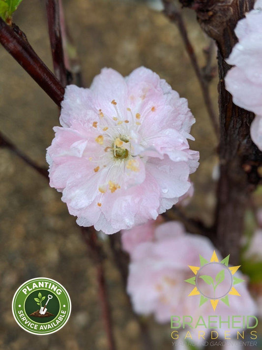 Double flowering plum Grande Prairie Alberta 