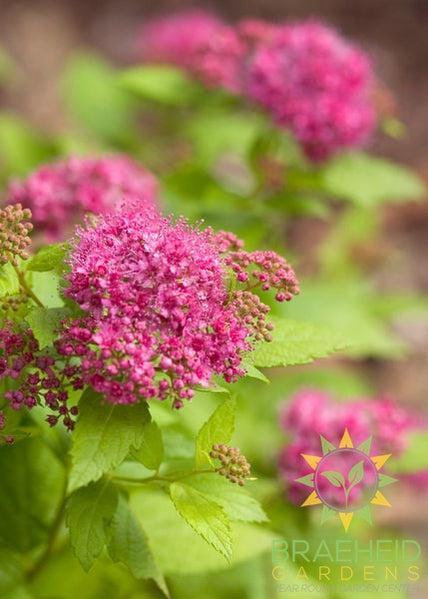 Double Play™ Big Bang Spirea
