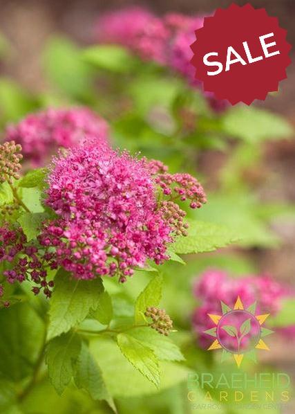 Double Play™ Big Bang Spirea
