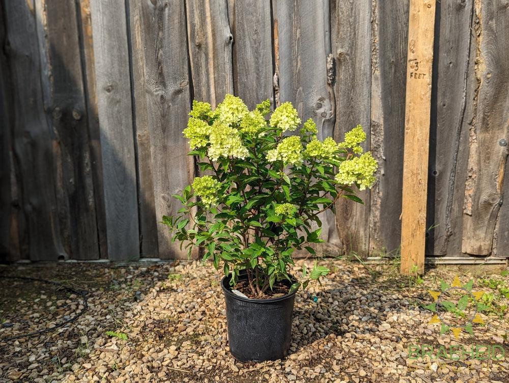 Dragon Baby™ Hydrangea