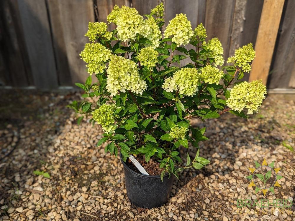 Dragon Baby™ Hydrangea