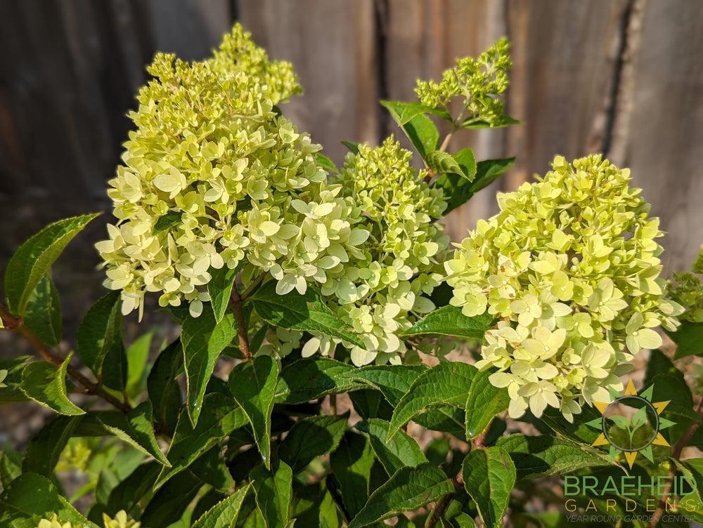 Dragon Baby™ Hydrangea